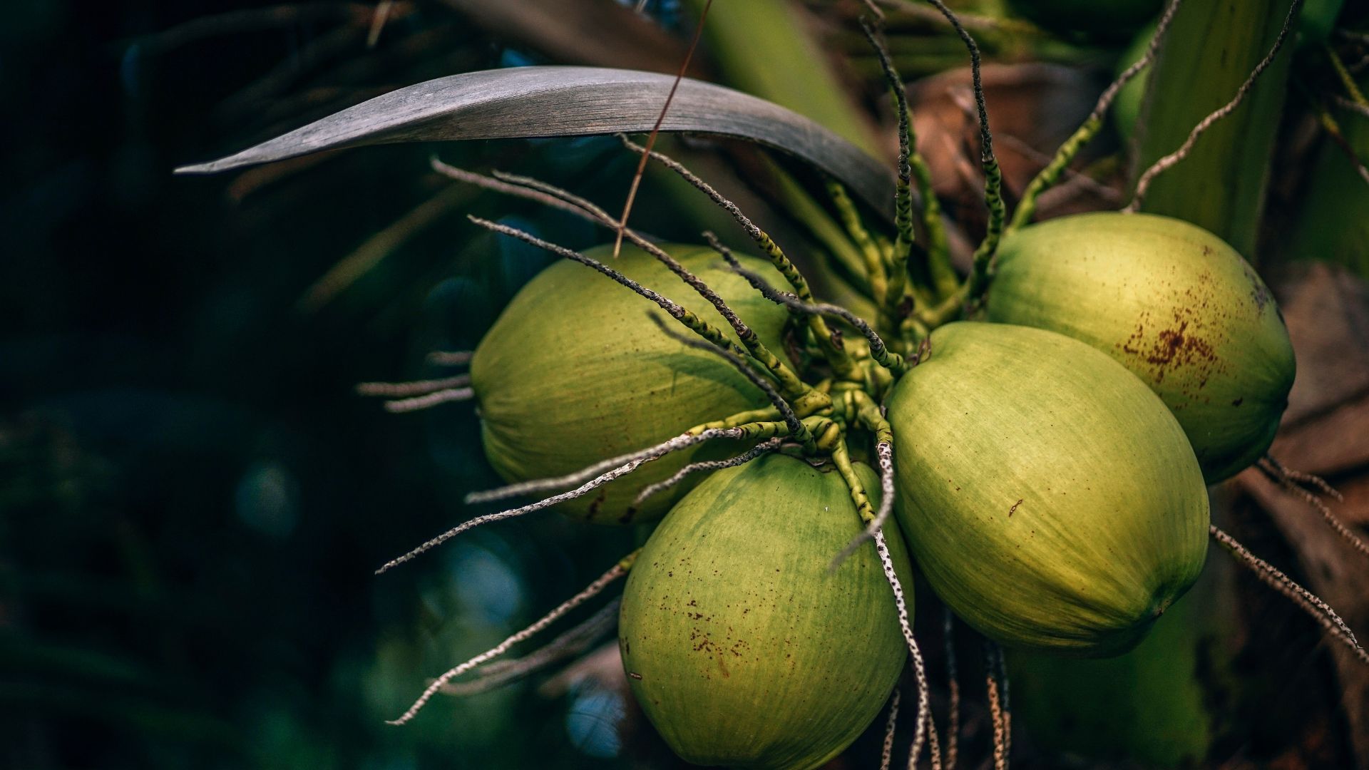 Coconut Tree