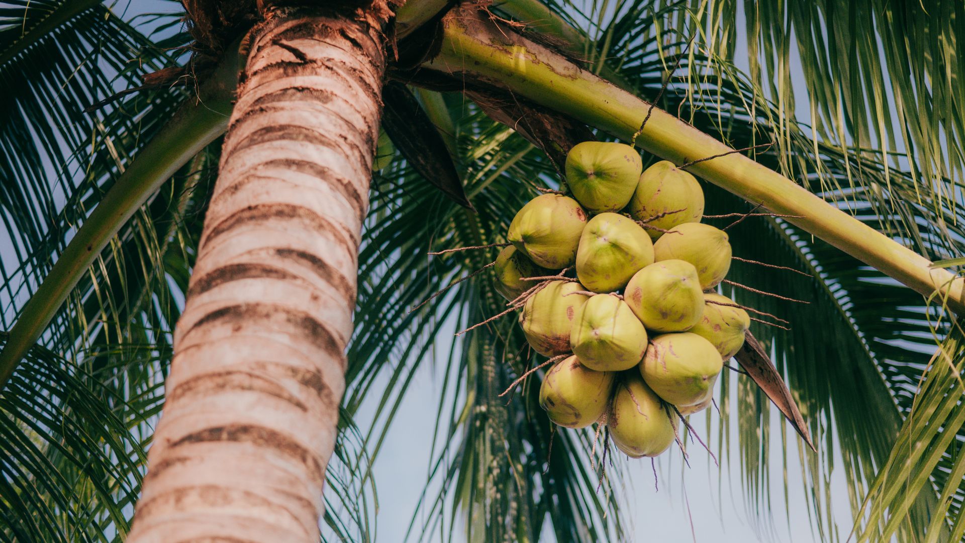 Coconut in Ben Tre