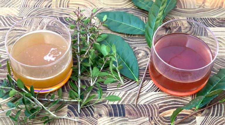 Exploring the Allure of Green Tea Kombucha: A Refreshing Health Booster